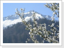 Kirschblüte vor dem Schlafzimmer Kirschblüte vor dem Schlafzimmer